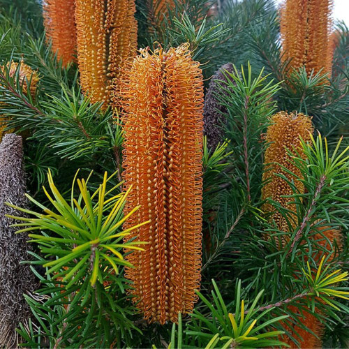 Banksia spinulosa x ericifolia 'Giant Candles' 140mm