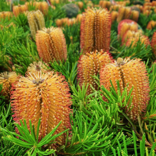 Banksia spinulosa 'Birthday Candles' 140mm