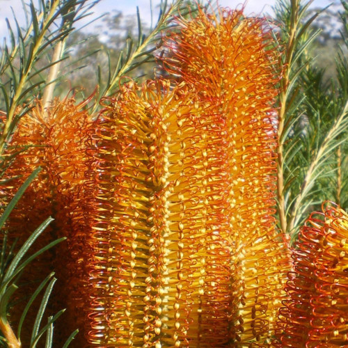 Banksia spinulosa x ericifolia 'Bird Song' 140mm