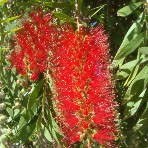 Callistemon 'Wildfire' 140mm