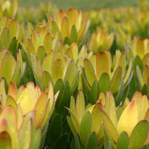 Leucadendron Laureolum 'Winter Gold' 140mm