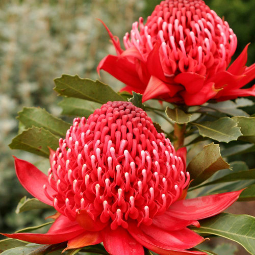 Telopea Speciosissima 'Enchanted Red' 140mm