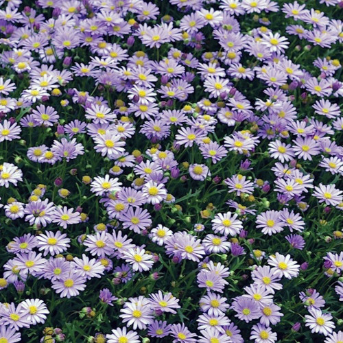 Brachyscome angustifolia 'Mauve Delight' 140mm