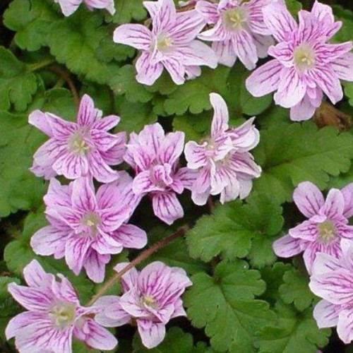 Erodium Reichardii 'Pink Galaxy' 140mm