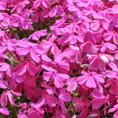 Phlox 'Mcdaniels Cushion' 140mm