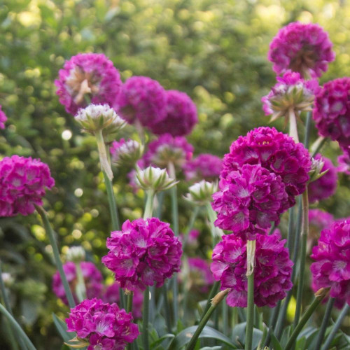 Armeria Dreameria 'Dream Weaver' 140mm