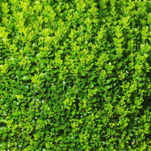 Buxus sempervirens 140mm