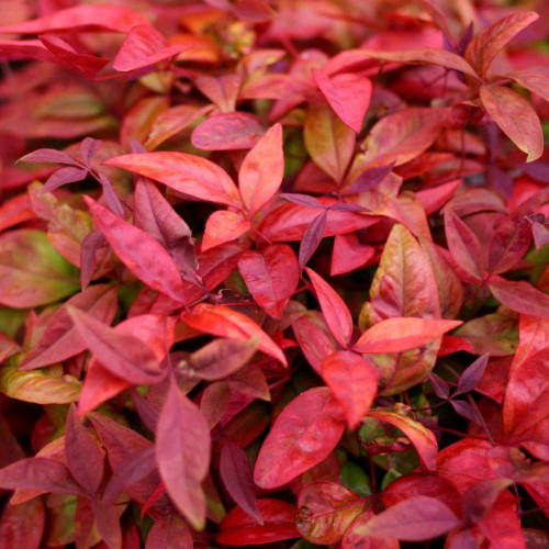 Nandina Domestica 'Blush' 140mm