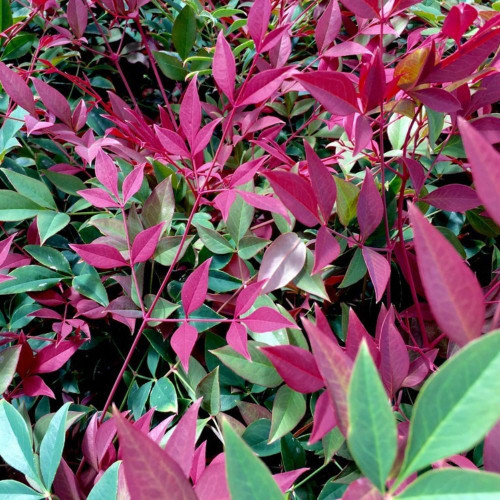 Nandina Domestica Obsession 8in  200mm