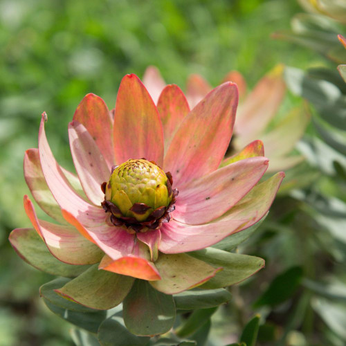 Leucadendron 'Sacred Wish' 140mm