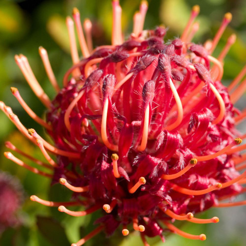 Leucospermum 'Carnival Red' 140mm