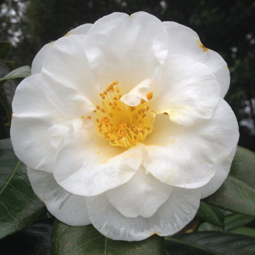 Camellia japonica 'Cotton Tail' 140mm