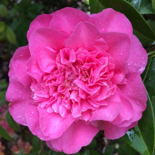 Camellia x williamsii 'Debbie' 140mm