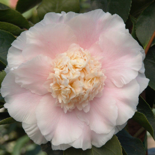 Camellia japonica 'Elegans Splendor' 140mm