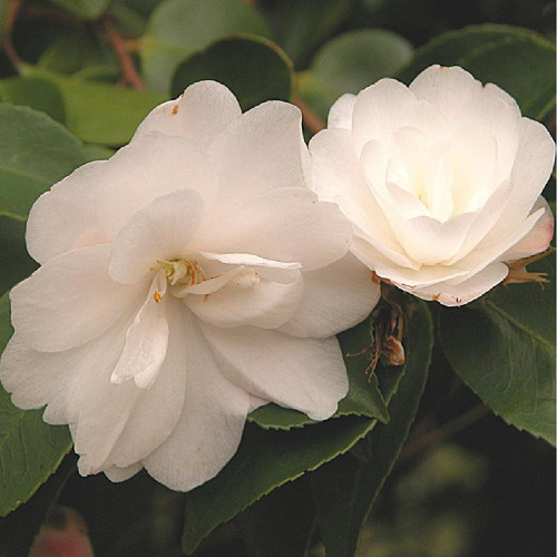 Camellia hybrid 'Cinnamon Cindy' 140mm