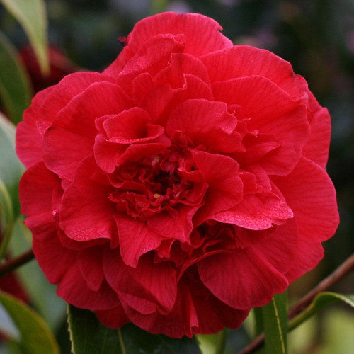 Camellia japonica 'Arajishi' 140mm