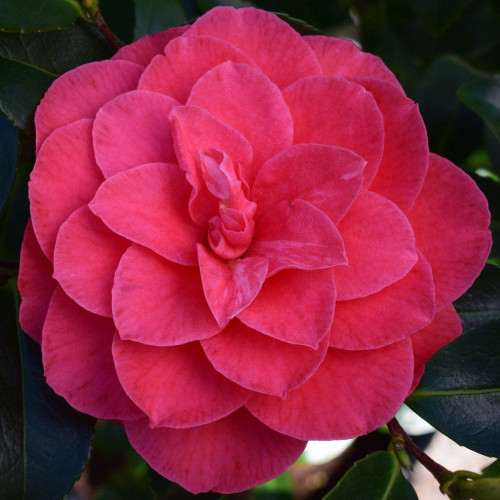 Camellia japonica 'C. M. Hovey' 140mm