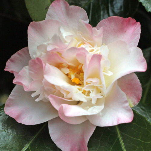 Camellia japonica 'Ballet Dancer' 140mm