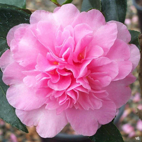 Camellia hiemalis 'Showa-no-sakae' 140mm