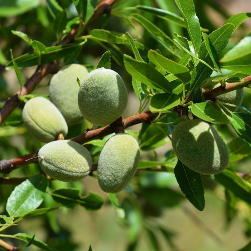 Prunus dulcis 'All-in-One Almond' 35lt