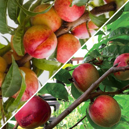 Prunus 2 Way 'Goldmine/May Grand' 35lt 2 Way Prunus 2 Way 'Goldmine/May Grand' 35lt 2 Way