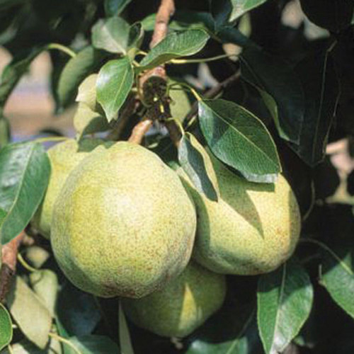 Pyrus Communis 'Trixzie' Pear 25lt Pyrus Communis 'Trixzie' Pear 25lt
