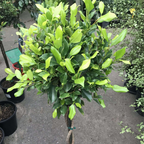 Ficus 'Emerald (Standard)' 12in 300mm