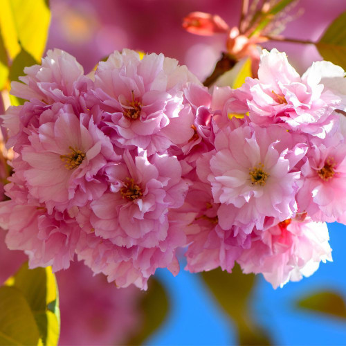 Prunus Sekiyama Syn 'Kanzan' 35lt