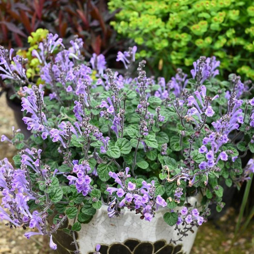 Scutellaria suffrutecens Purple Scooter 140mm