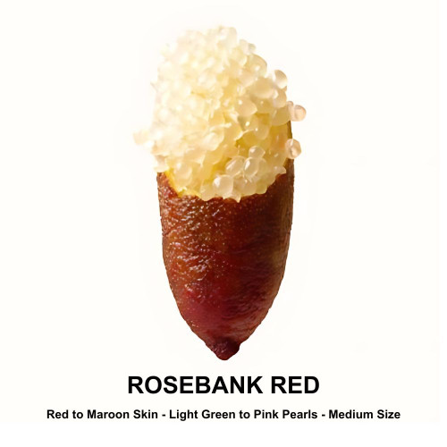 Microcitrus australasica 'Red Champagne' 140mm