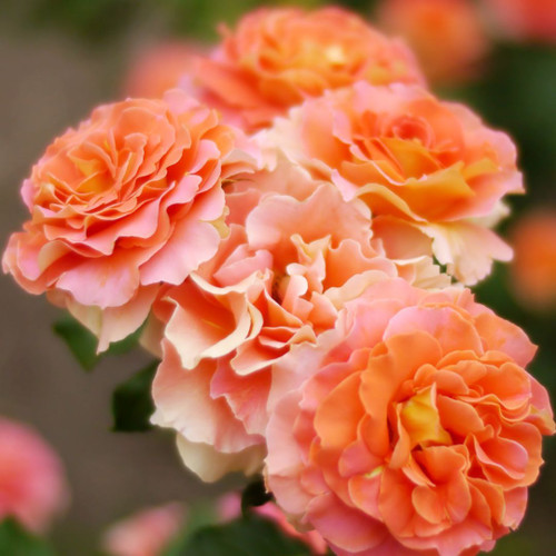 Rosa 'Brass Band' 8in  200mm Floribunda