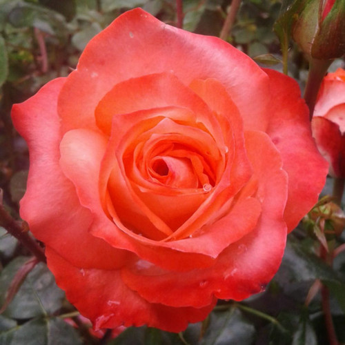 Rosa 'Joy of Life' 8in  200mm Hybrid Tea