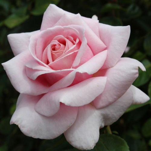 Rosa 'The Children's Rose' 8in  200mm Hybrid Tea