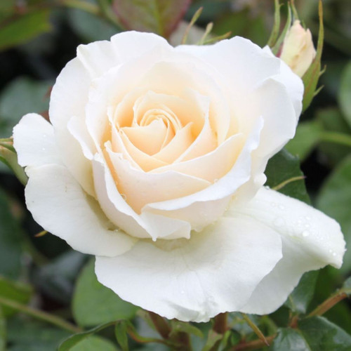 Rosa 'Edelweiss' 10in 250mm Standard