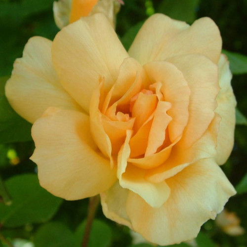 Rosa 'Crepuscule' 8in  200mm Climbing