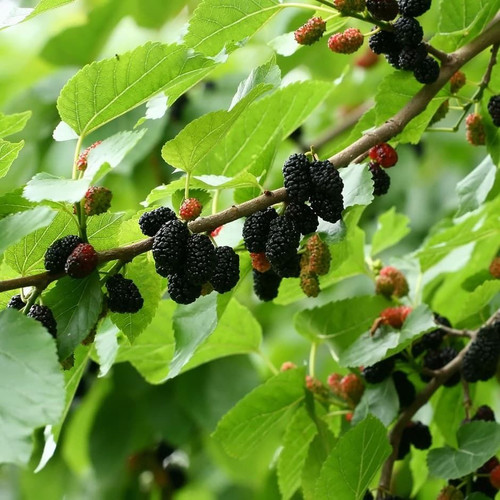 Morus nigra 'Black English' L/R or B/R