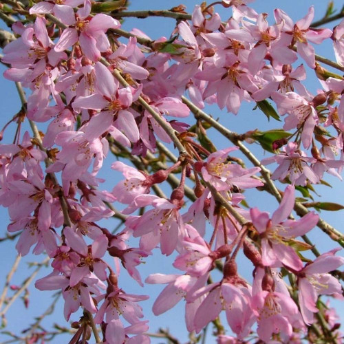 Prunus x Pisnshzam 'Pink Snow Showers' Short Standard L/R or B/R Prunus x Pisnshzam 'Pink Snow Showers' Short Standard L/R or B/R