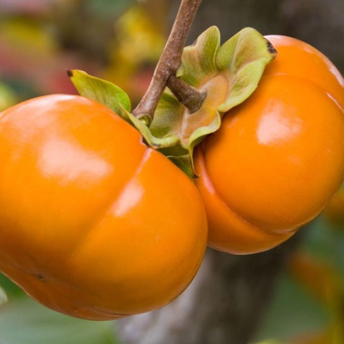 Diospyros kaki 'Fuyu' Persimmon L/R or B/R Diospyros kaki 'Fuyu' Persimmon L/R or B/R