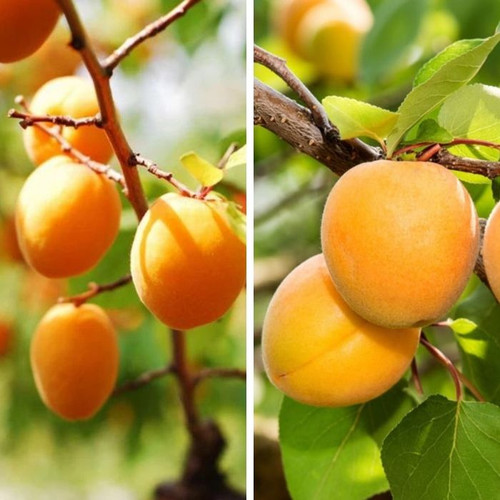 Prunus 2 Way 'Moorpark/Trevatt' L/R or B/R 2 Way Prunus 2 Way 'Moorpark/Trevatt' L/R or B/R 2 Way