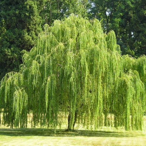 Salix babilonica 'Willow' L/R or B/R