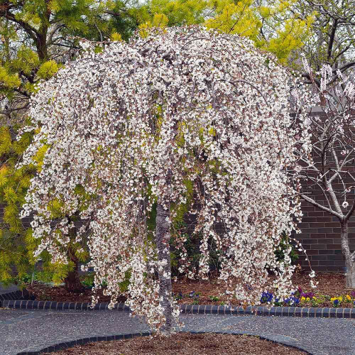 Prunus 'Snofozam' L/R or B/R Tall