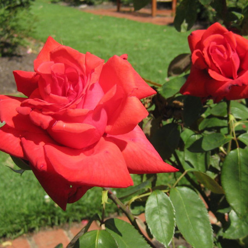 Rosa 'Dolly Parton' 8in  200mm Hybrid Tea
