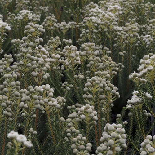 Berzelia Lanuginosa 'Buttonbush Snow' 140mm