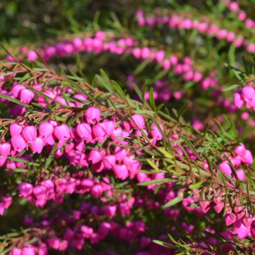 Boronia 'Lipstick' 140mm