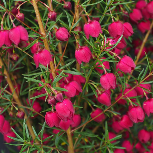 Boronia 'Mirabelle' 140mm