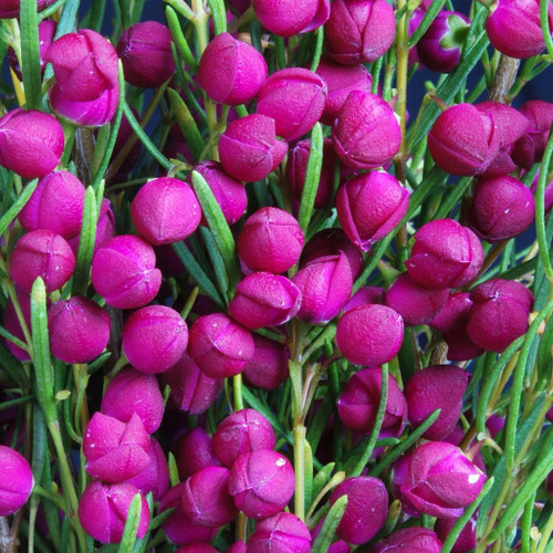 Boronia Plum Bells 140mm