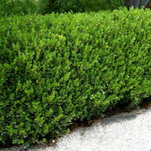 Buxus microphylla var. japonica 140mm