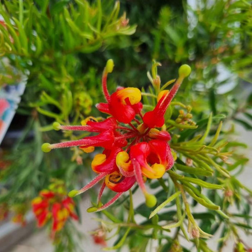 Grevillea 'Bonnie Prince Charlie' 140mm