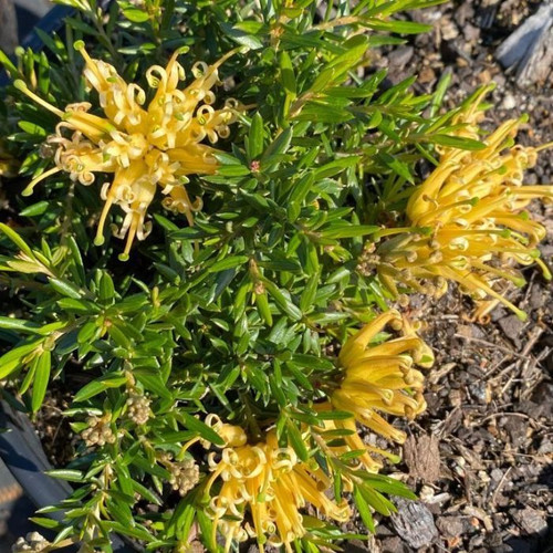 Grevillea Juniperina Prostrate Gold 140mm