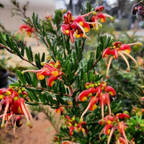 Grevillea 'Winter Flame' 140mm